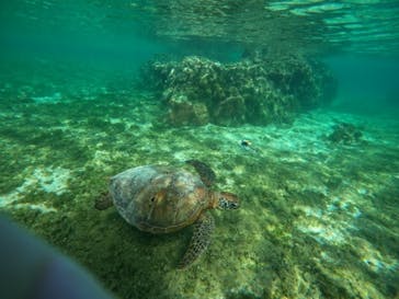 宮古島 ADVENTURE PiPi（ミヤコジマ アドベンチャー ピピ）に投稿された画像（2025/3/23）