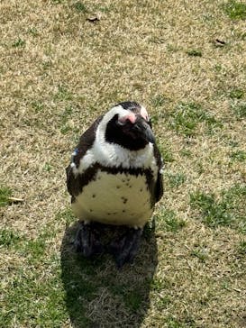 マリンワールド海の中道に投稿された画像（2025/3/23）