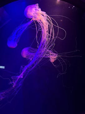 マリンワールド海の中道に投稿された画像（2025/3/23）