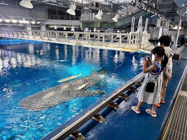 沖縄美ら海水族館（館内体験）に投稿された画像（2025/3/23）