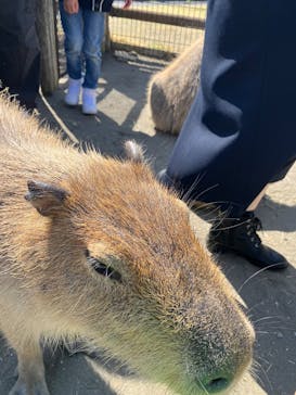 アロハガーデンたてやまに投稿された画像（2025/3/23）