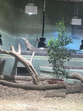 名古屋市東山動植物園に投稿された画像（2025/3/23）