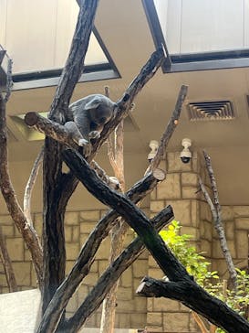 名古屋市東山動植物園に投稿された画像（2025/3/23）