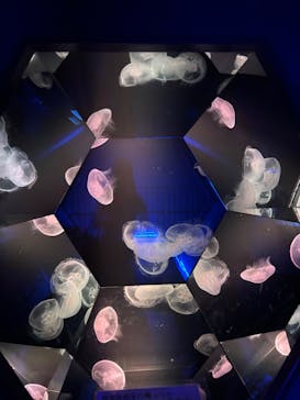 九十九島水族館海きららに投稿された画像（2025/3/23）