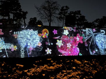 NAKED meets 二条城 2025 観月に投稿された画像（2025/3/23）