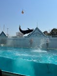 しながわ水族館に投稿された画像（2025/3/23）