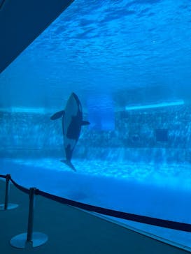 名古屋港水族館に投稿された画像（2025/3/23）