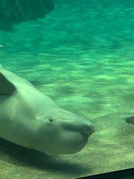 名古屋港水族館に投稿された画像（2025/3/23）