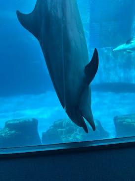 名古屋港水族館に投稿された画像（2025/3/23）