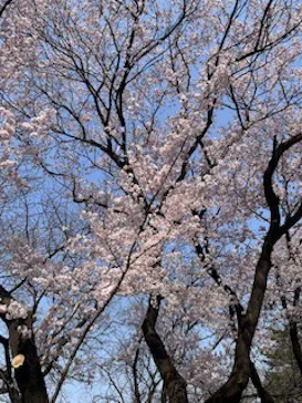新宿御苑に投稿された画像（2025/3/23）