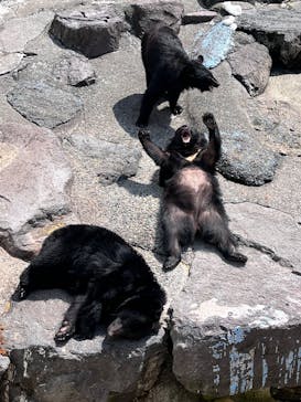 奥飛騨クマ牧場に投稿された画像（2025/3/23）