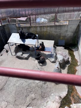 奥飛騨クマ牧場に投稿された画像（2025/3/23）