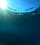 青の洞窟専門店　沖縄ダイビングショップ和に投稿された画像（2025/3/23）