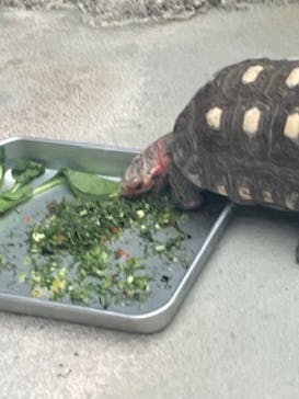 恩賜上野動物園に投稿された画像（2025/3/23）