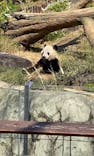 恩賜上野動物園に投稿された画像（2025/3/23）