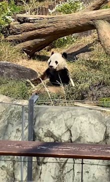 恩賜上野動物園に投稿された画像（2025/3/23）