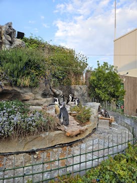 サンシャイン水族館に投稿された画像（2025/3/23）