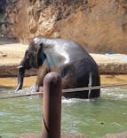 恩賜上野動物園に投稿された画像（2025/3/23）