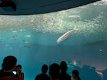 名古屋港水族館に投稿された画像（2025/3/23）