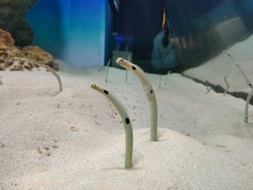 アクアワールド茨城県大洗水族館に投稿された画像（2025/3/23）