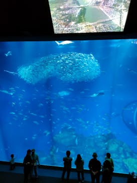 アクアワールド茨城県大洗水族館に投稿された画像（2025/3/23）