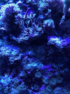 マクセル アクアパーク品川に投稿された画像（2025/3/23）