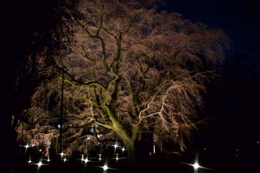 六義園に投稿された画像（2025/3/23）