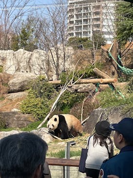 恩賜上野動物園に投稿された画像（2025/3/23）