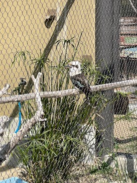天王寺動物園に投稿された画像（2025/3/23）