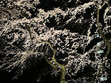 六義園に投稿された画像（2025/3/23）