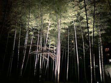 六義園に投稿された画像（2025/3/23）