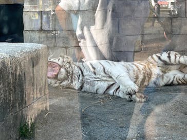 東武動物公園に投稿された画像（2025/3/23）