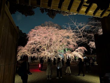 六義園に投稿された画像（2025/3/23）