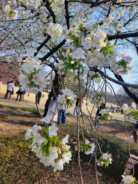 新宿御苑に投稿された画像（2025/3/23）