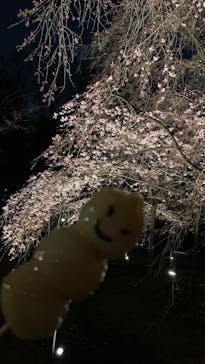 六義園に投稿された画像（2025/3/23）