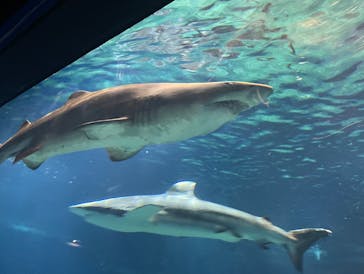 アクアワールド茨城県大洗水族館に投稿された画像（2025/3/23）