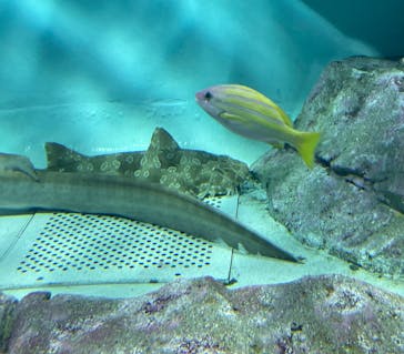 アクアワールド茨城県大洗水族館に投稿された画像（2025/3/23）
