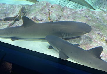 アクアワールド茨城県大洗水族館に投稿された画像（2025/3/23）