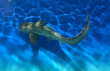 アクアワールド茨城県大洗水族館に投稿された画像（2025/3/23）