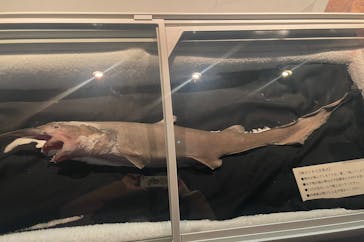 アクアワールド茨城県大洗水族館に投稿された画像（2025/3/23）