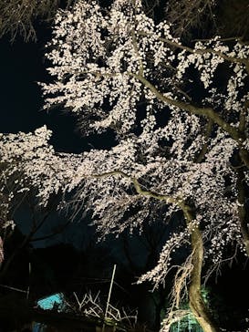 六義園に投稿された画像（2025/3/23）