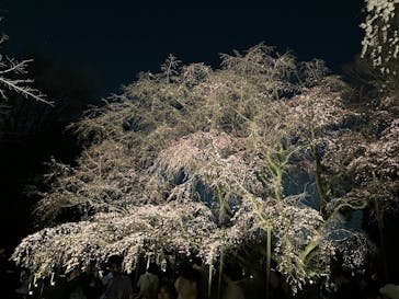 六義園に投稿された画像（2025/3/23）