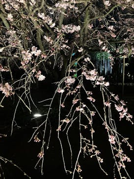 六義園に投稿された画像（2025/3/23）