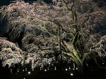 六義園に投稿された画像（2025/3/23）