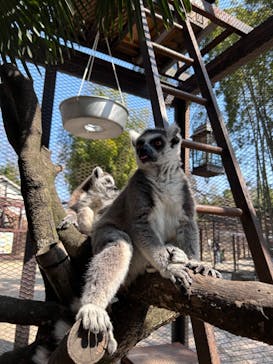 ANIMAL WONDER REZOURT 市原ぞうの国・サユリワールドに投稿された画像（2025/3/23）