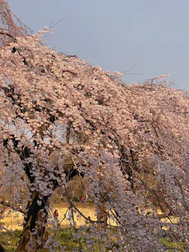 新宿御苑に投稿された画像（2025/3/23）