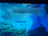 仙台うみの杜水族館に投稿された画像（2025/3/23）