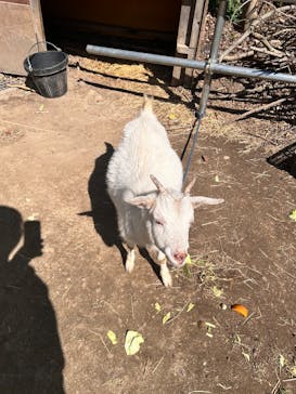 しろとり動物園に投稿された画像（2025/3/23）