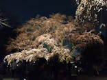六義園に投稿された画像（2025/3/24）