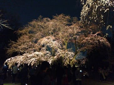 六義園に投稿された画像（2025/3/23）